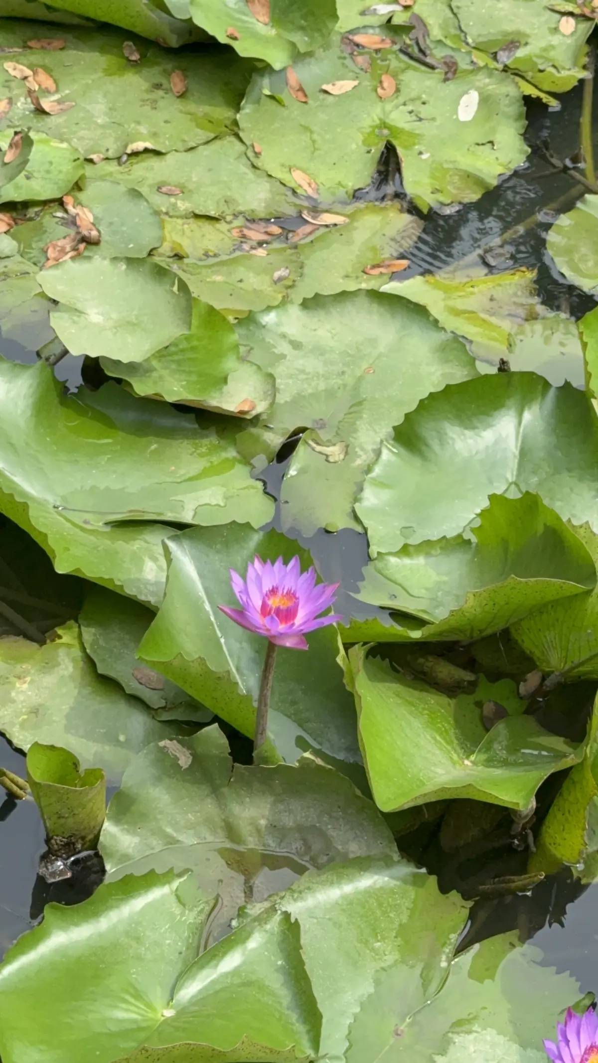Neel Kamal, the blue water lily, blooming among green lily pads in a pond
